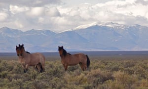 Nevada Wild Mustangs - ALTA Land Title Survey