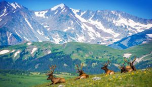 elk range colorado - ALTALandSurvey.com